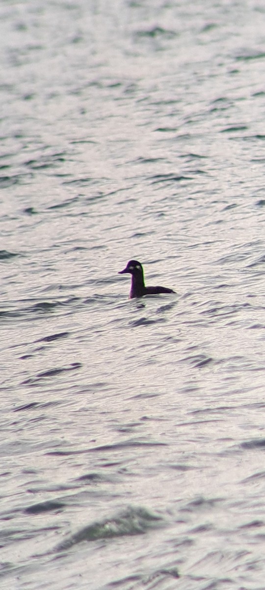 Velvet Scoter - ML645900795