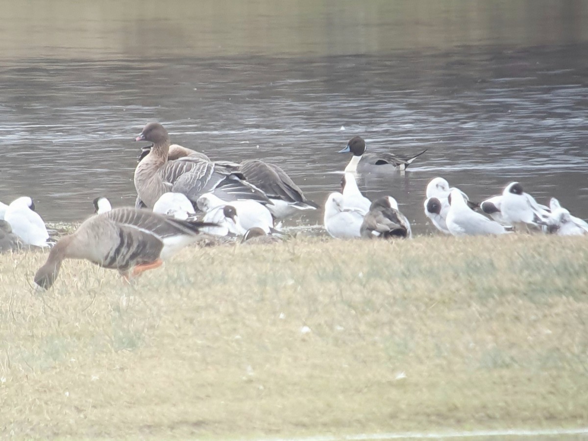 Шилохвость - ML645900803