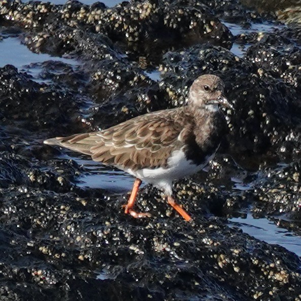 Ruddy Turnstone - ML645900838