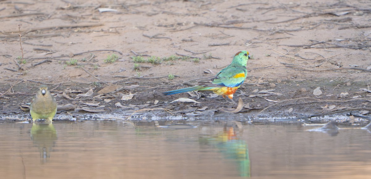 Разноцветный попугайчик - ML645900841