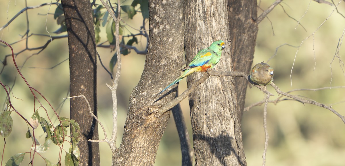 Разноцветный попугайчик - ML645900842
