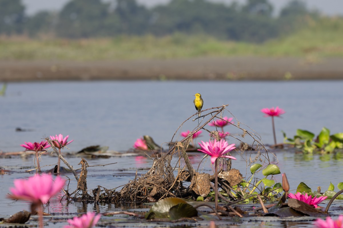 נחליאלי לימוני - ML645900843