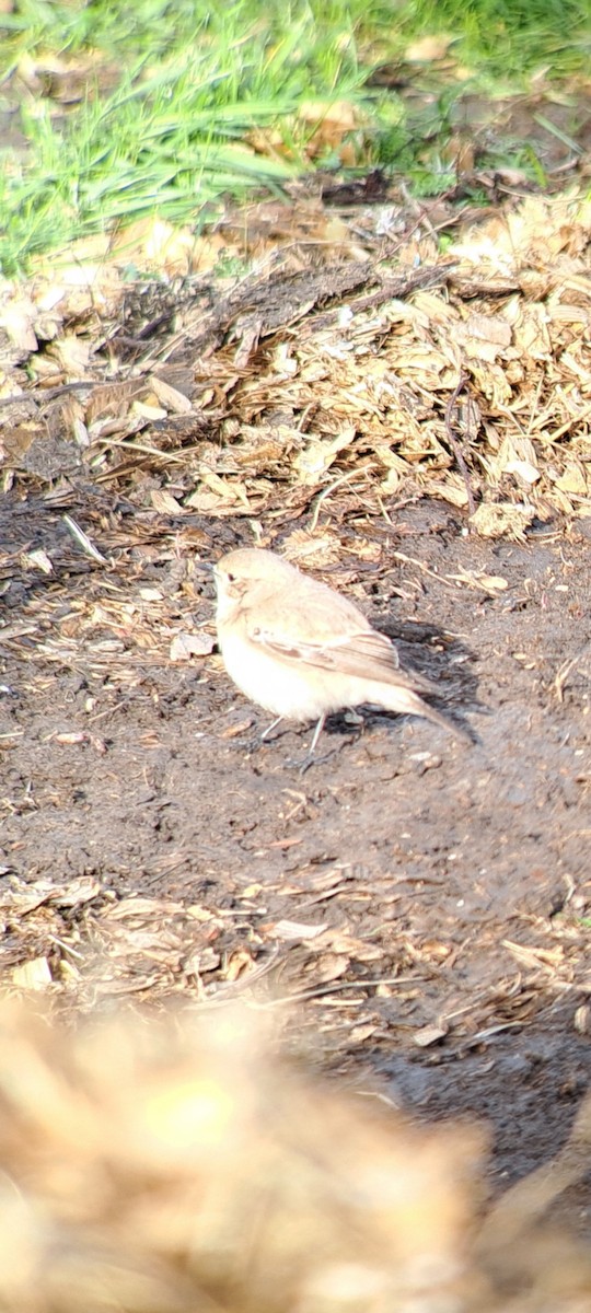 Desert Wheatear - ML645900844