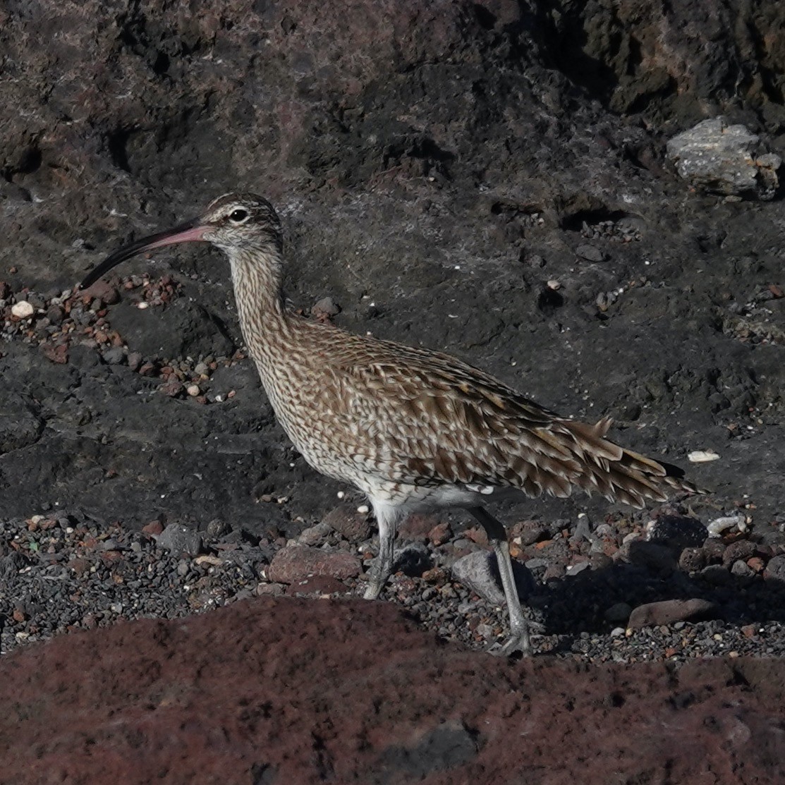Eurasian Whimbrel - ML645900846