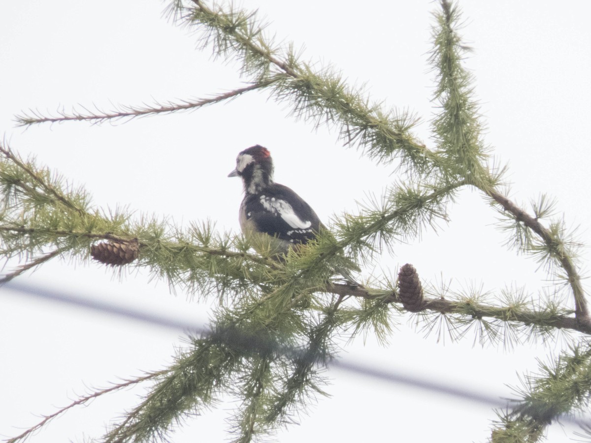 strakapoud velký - ML645900850