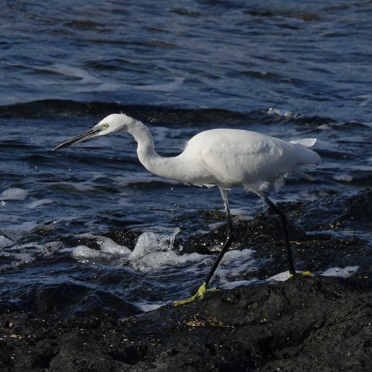Little Egret - ML645900865