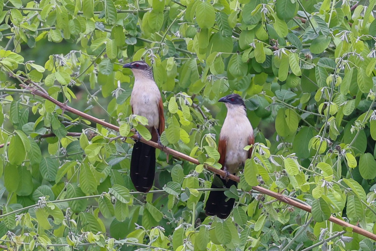 Белобровый кукаль - ML645900868