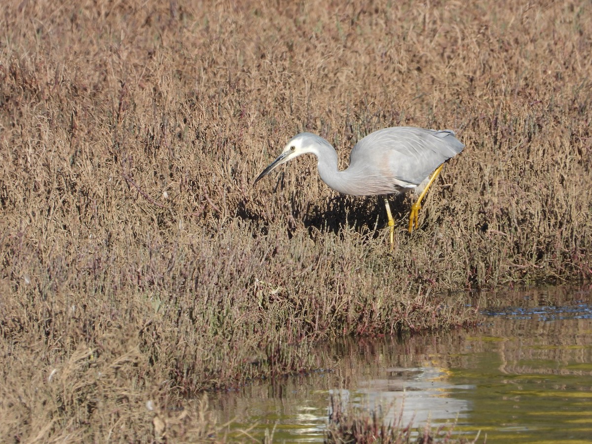 Белолицая цапля - ML645900870