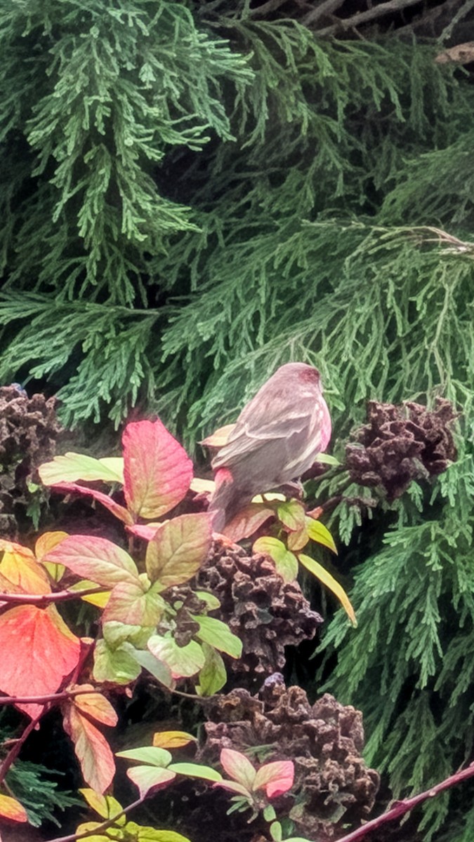 Мексиканская чечевица - ML645900871