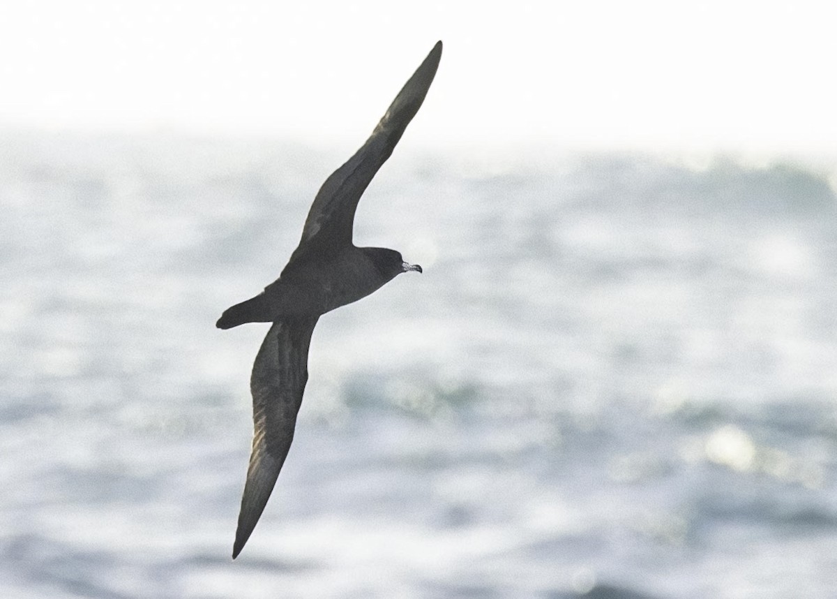 Бледноногий буревестник - ML645900878
