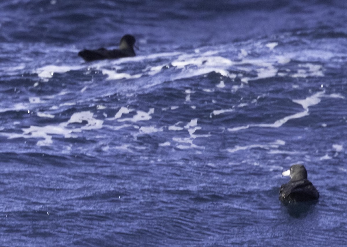 Бледноногий буревестник - ML645900879