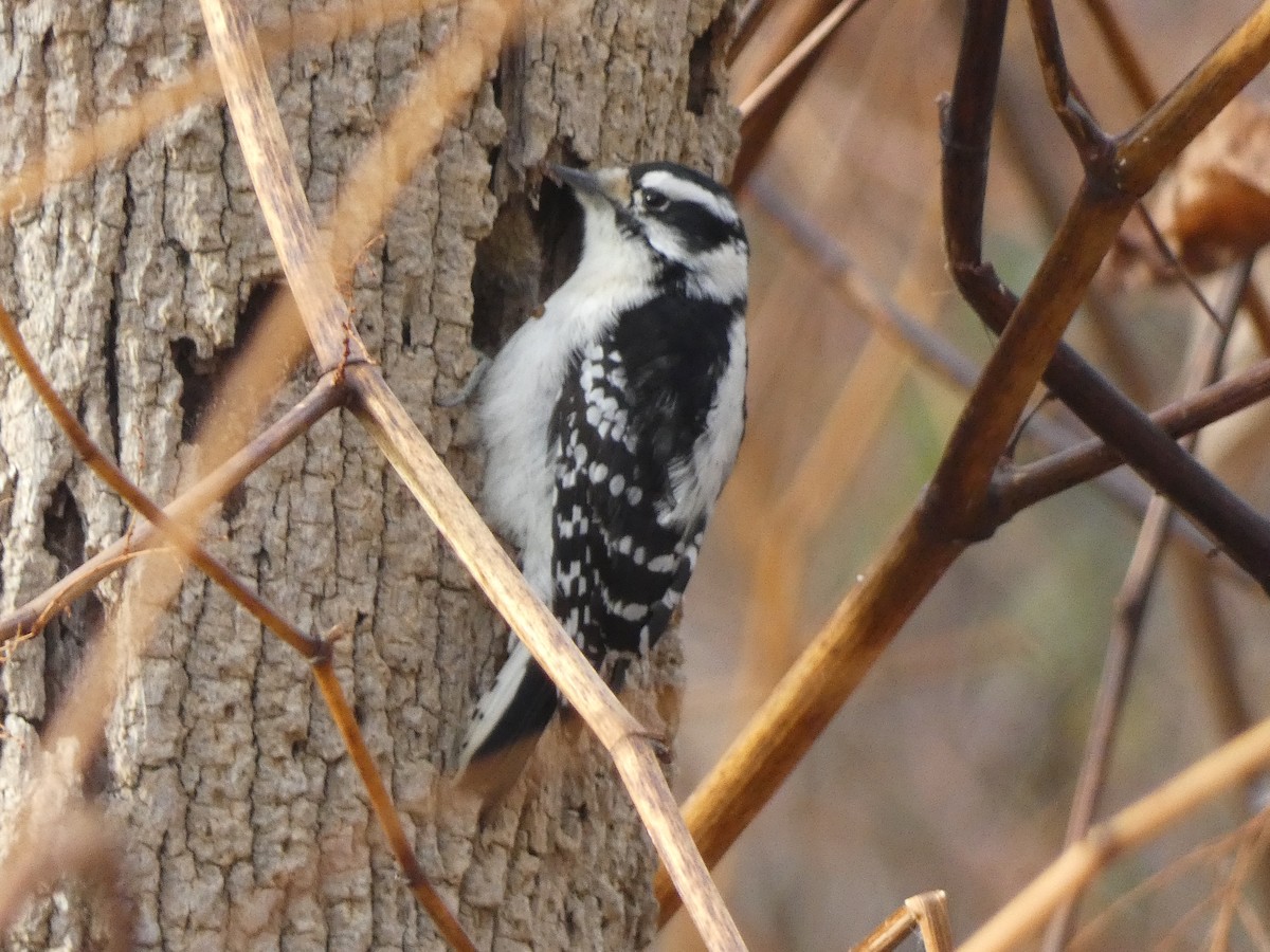 Пушистый дятел - ML645900887