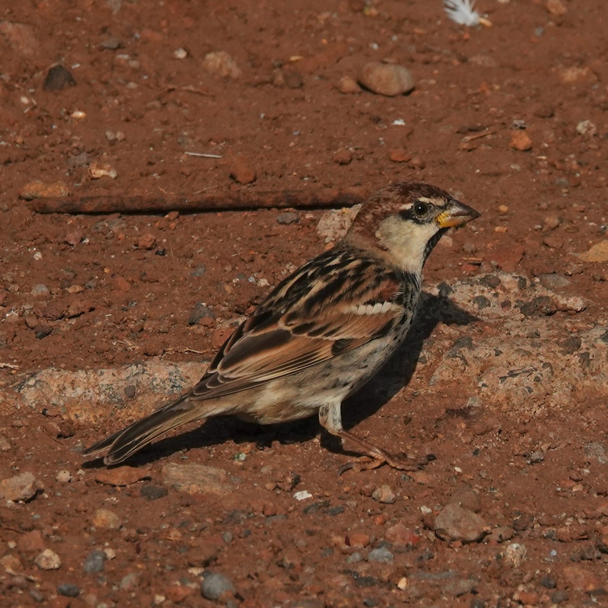 Черногрудый воробей - ML645900894