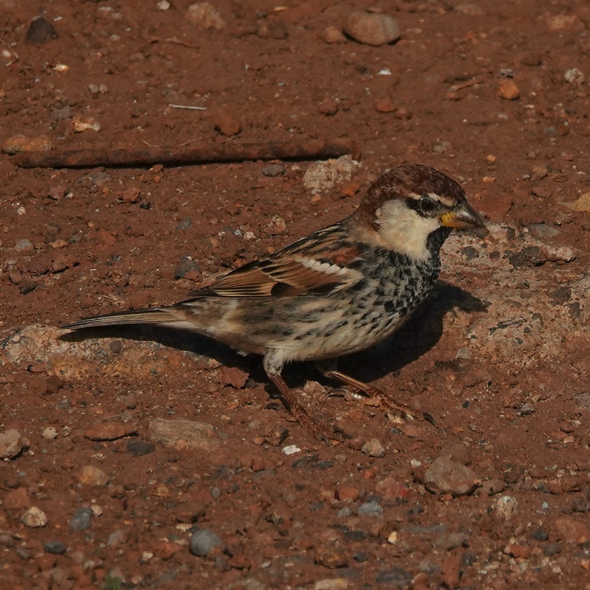 Черногрудый воробей - ML645900895