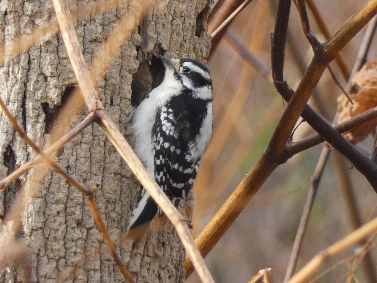 Пушистый дятел - ML645900896