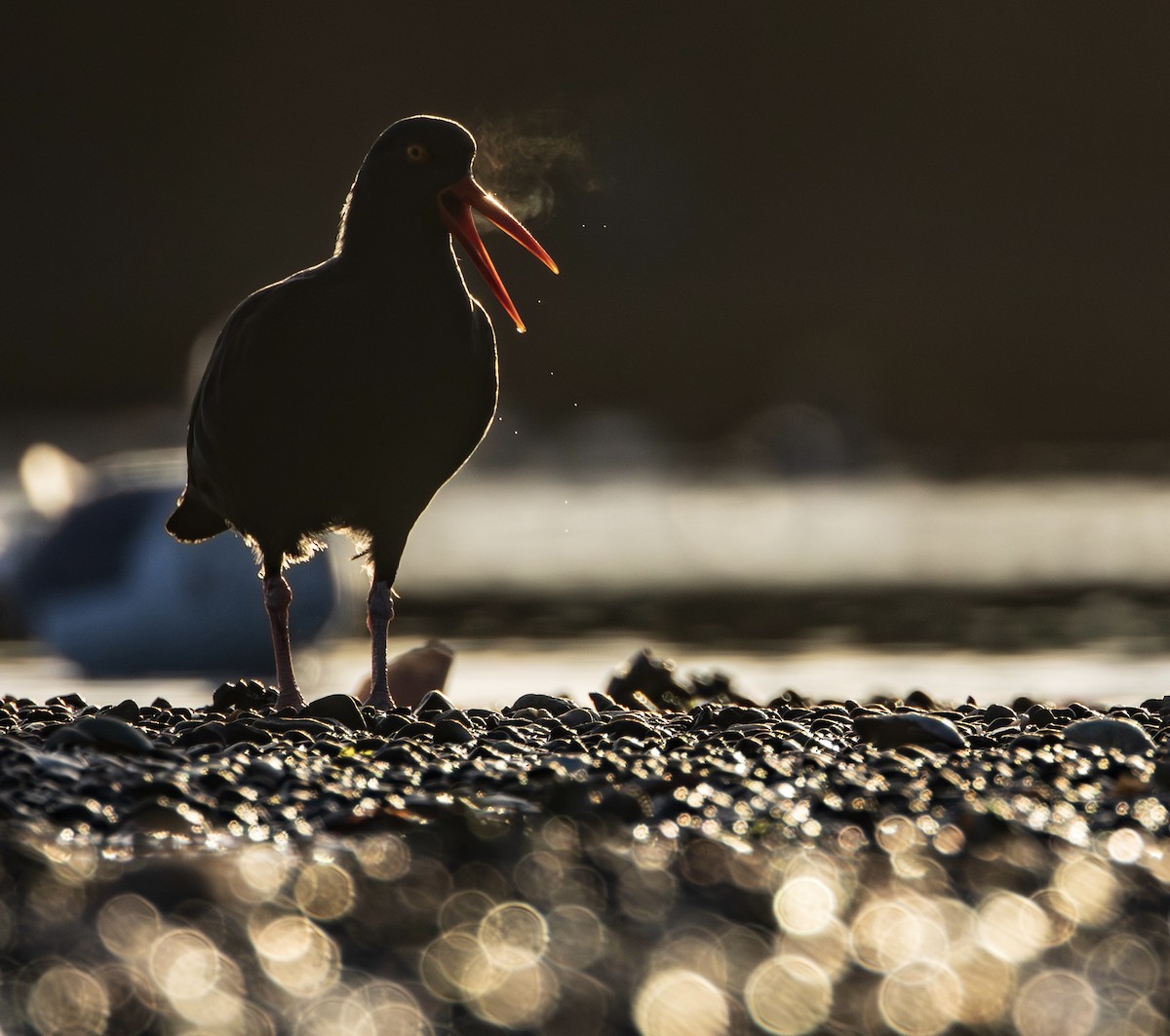 Чёрный кулик-сорока - ML645900897