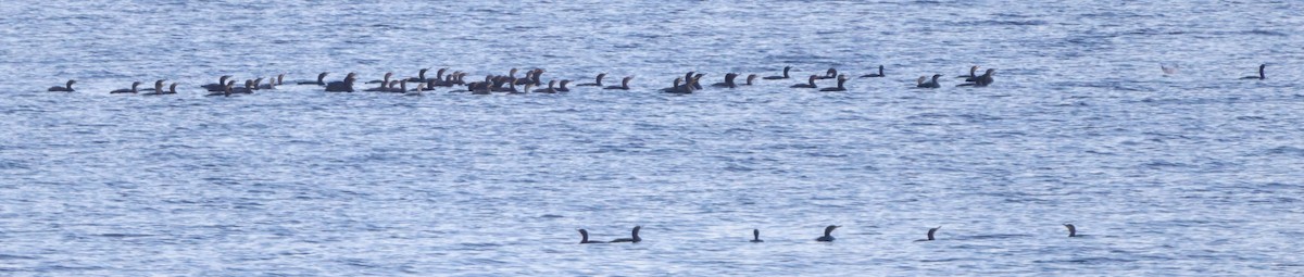 Ушастый баклан - ML645900898