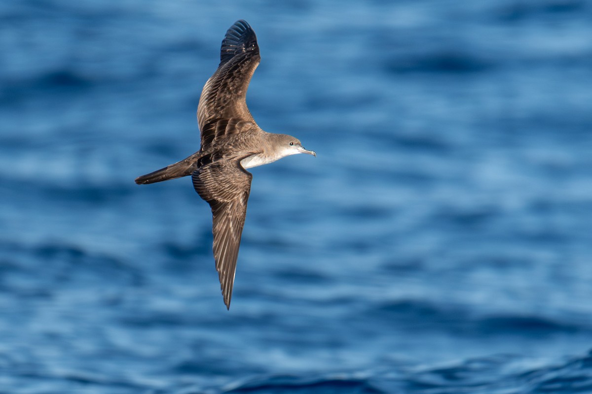 Клинохвостый буревестник - ML645900899