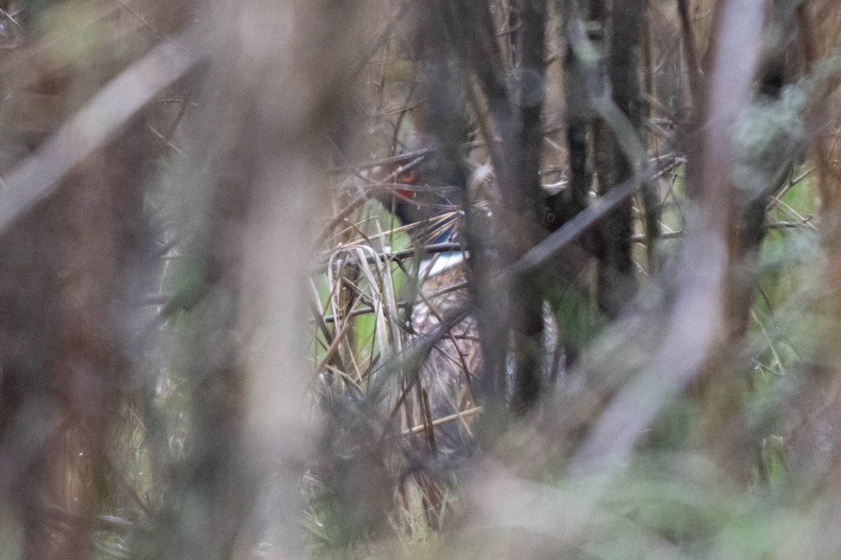 Фазан - ML645900900