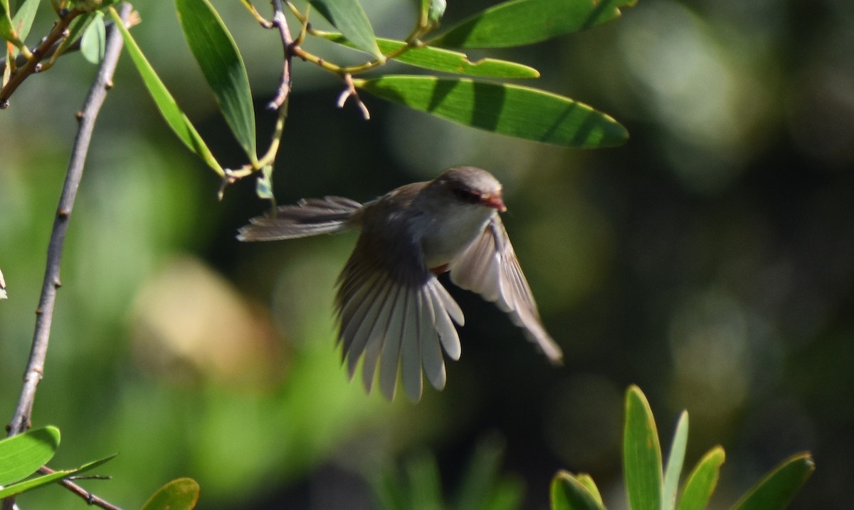 Великолепный малюр - ML645900906