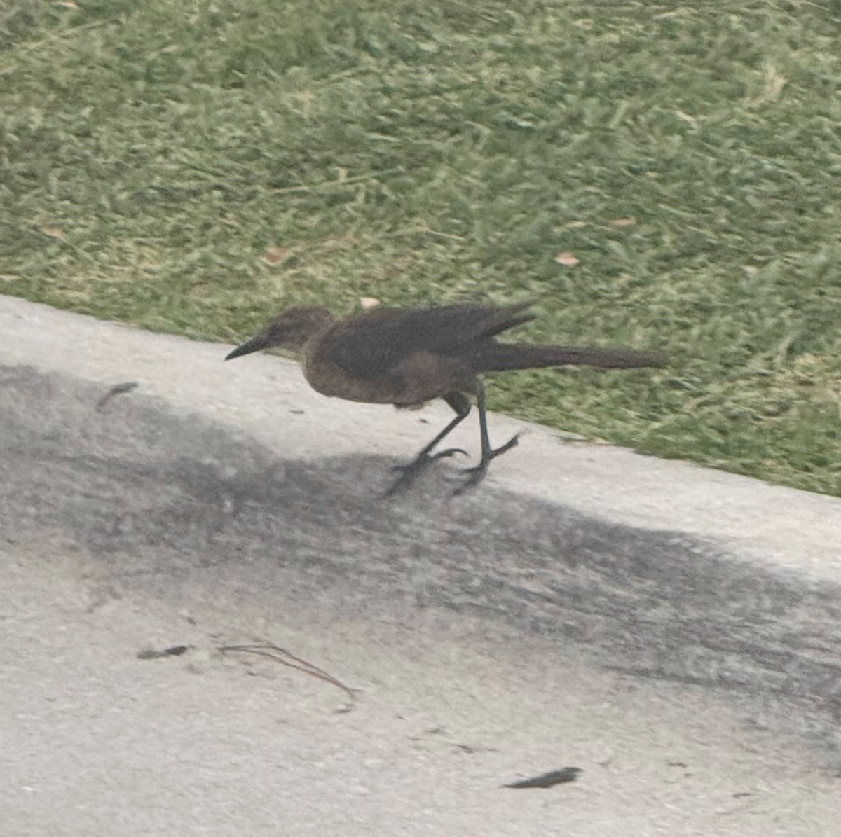 Лодкохвостый гракл - ML645900909