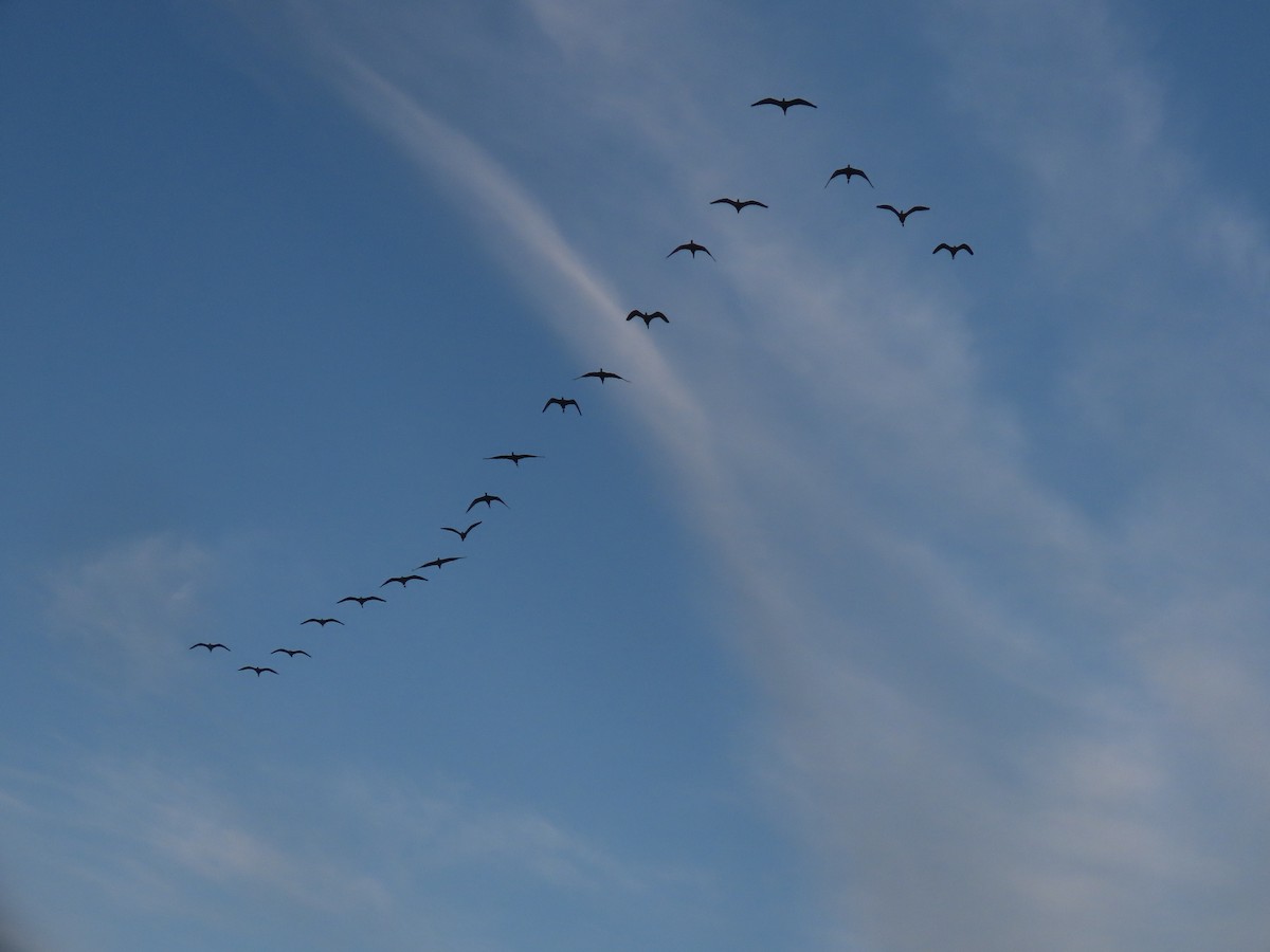 Каравайка - ML645900910