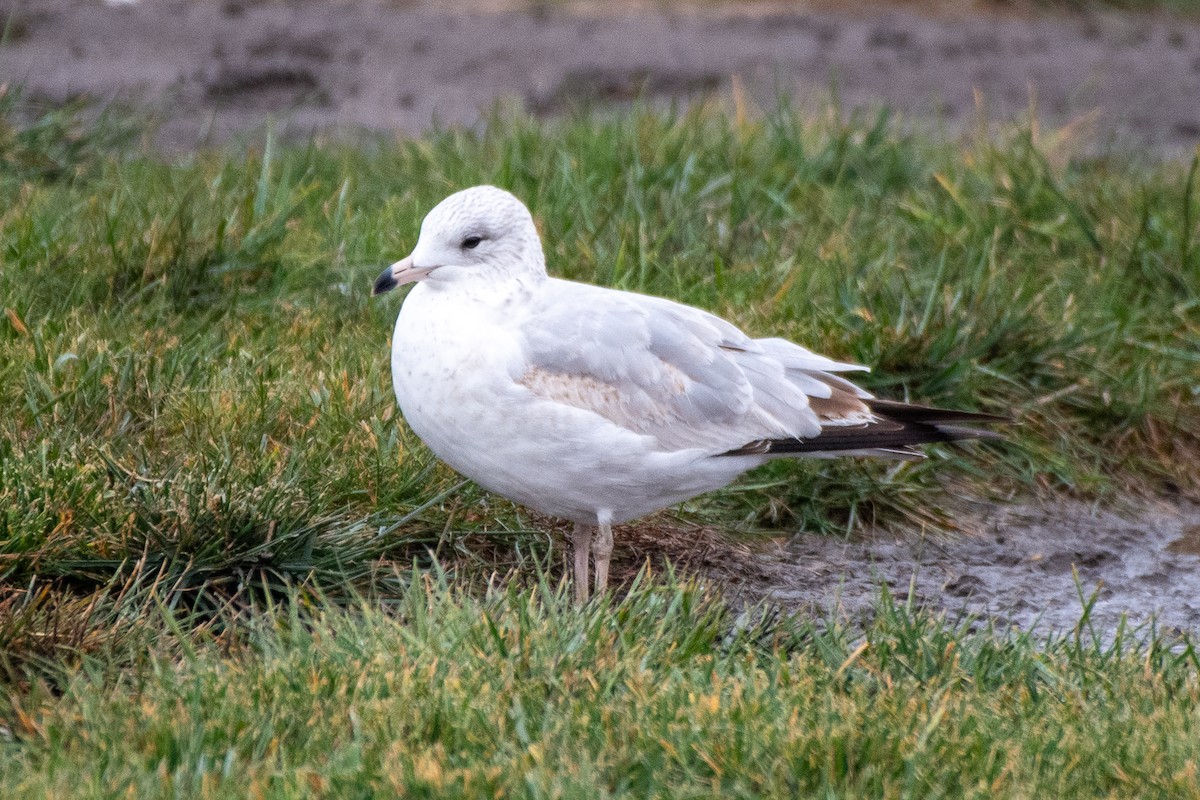 Делавэрская чайка - ML645900912