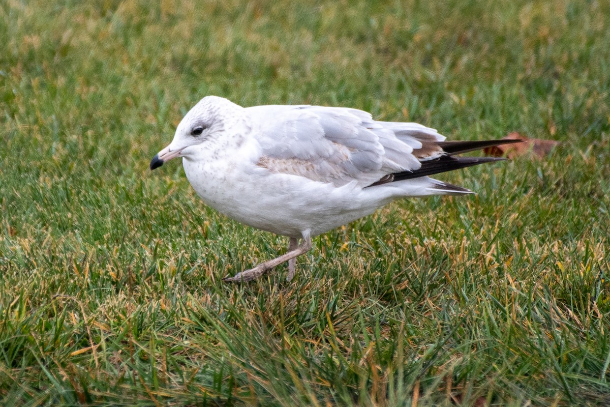 Делавэрская чайка - ML645900913