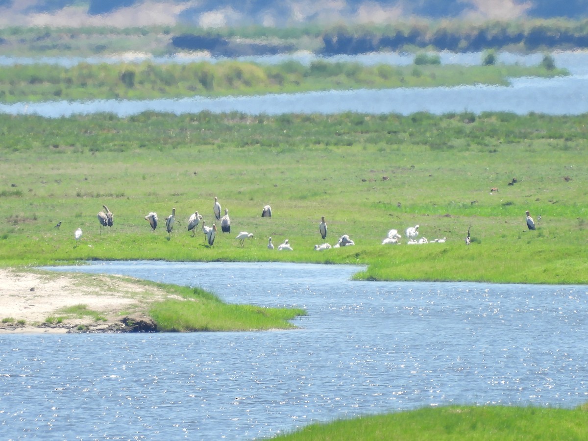 Африканский клювач - ML645900914