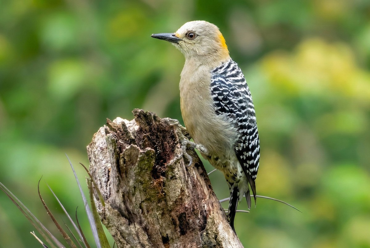 Никарагуанский дятел - ML645900915