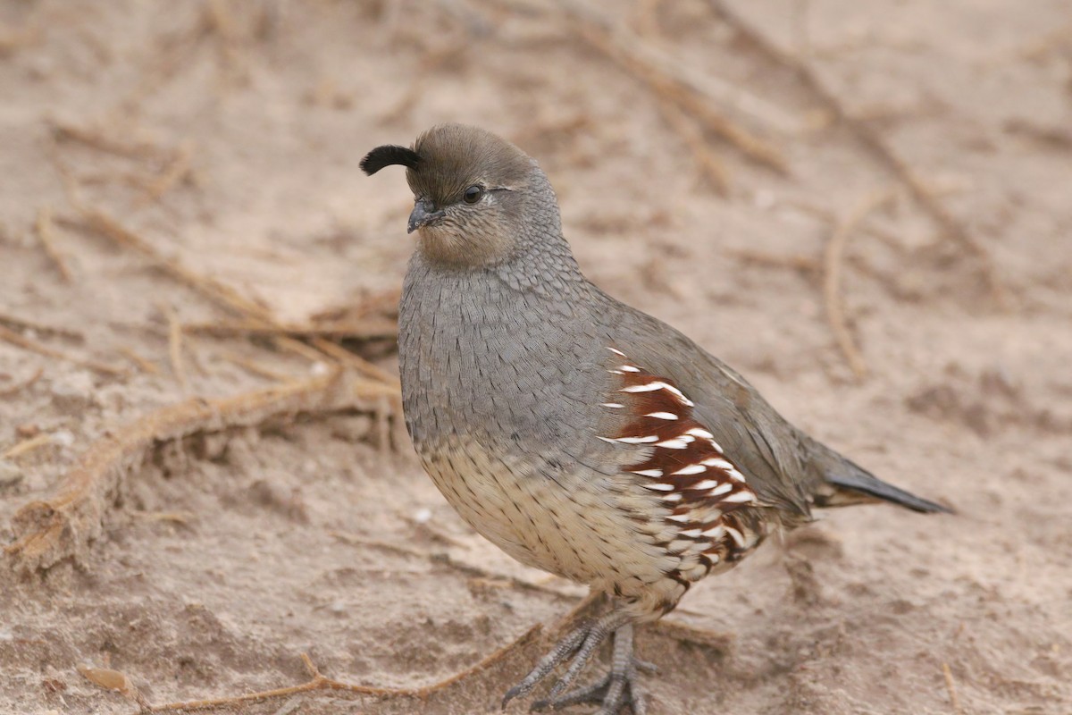 Шлемоносный перепел - ML645900916