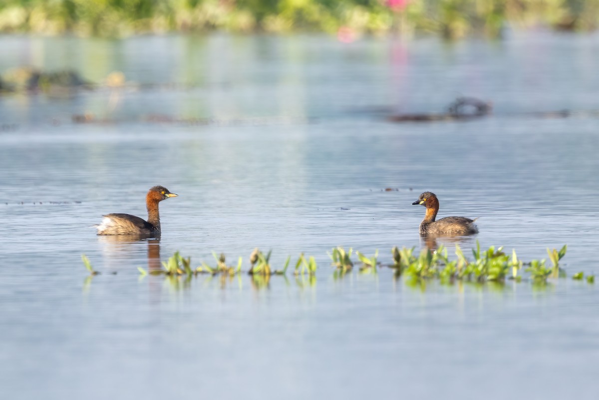 Малая поганка - ML645900917
