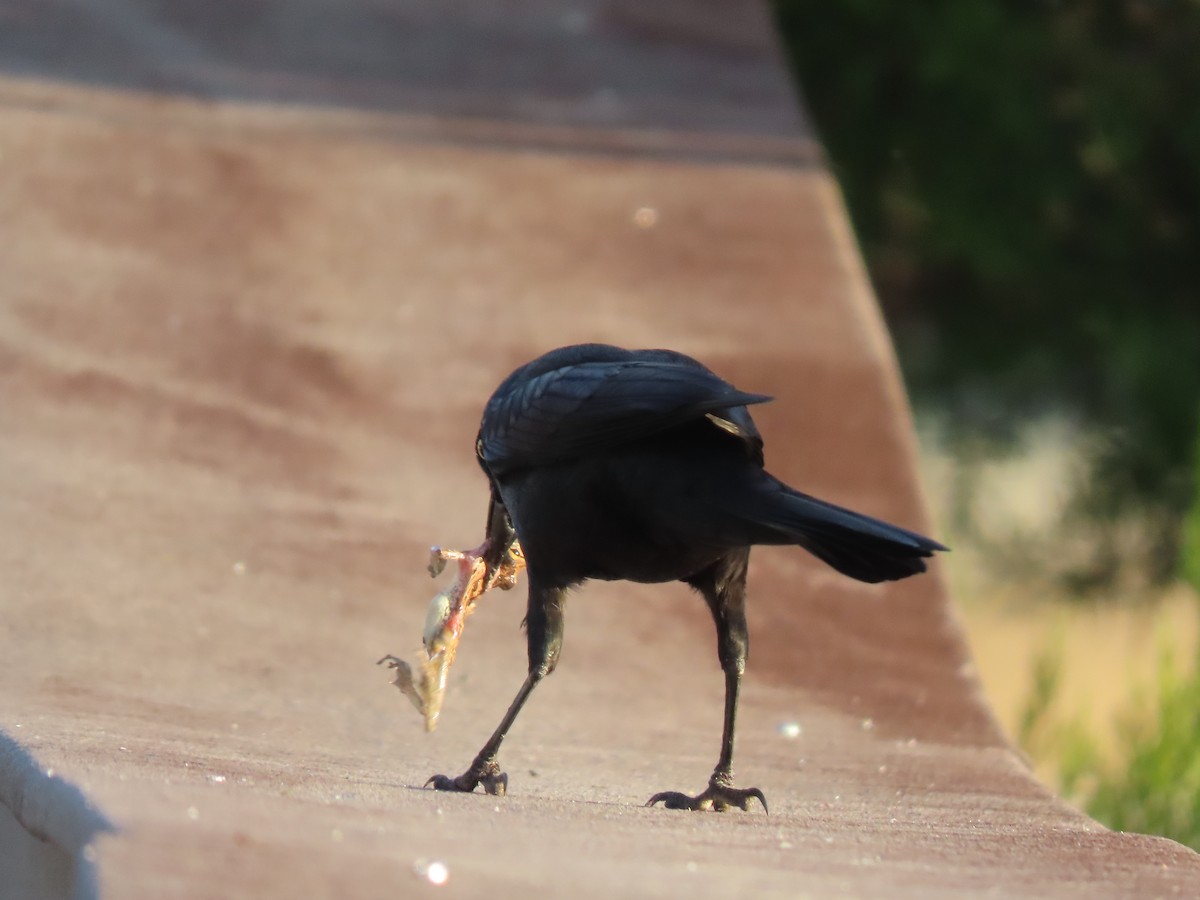 Пурпурный гракл - ML645900921