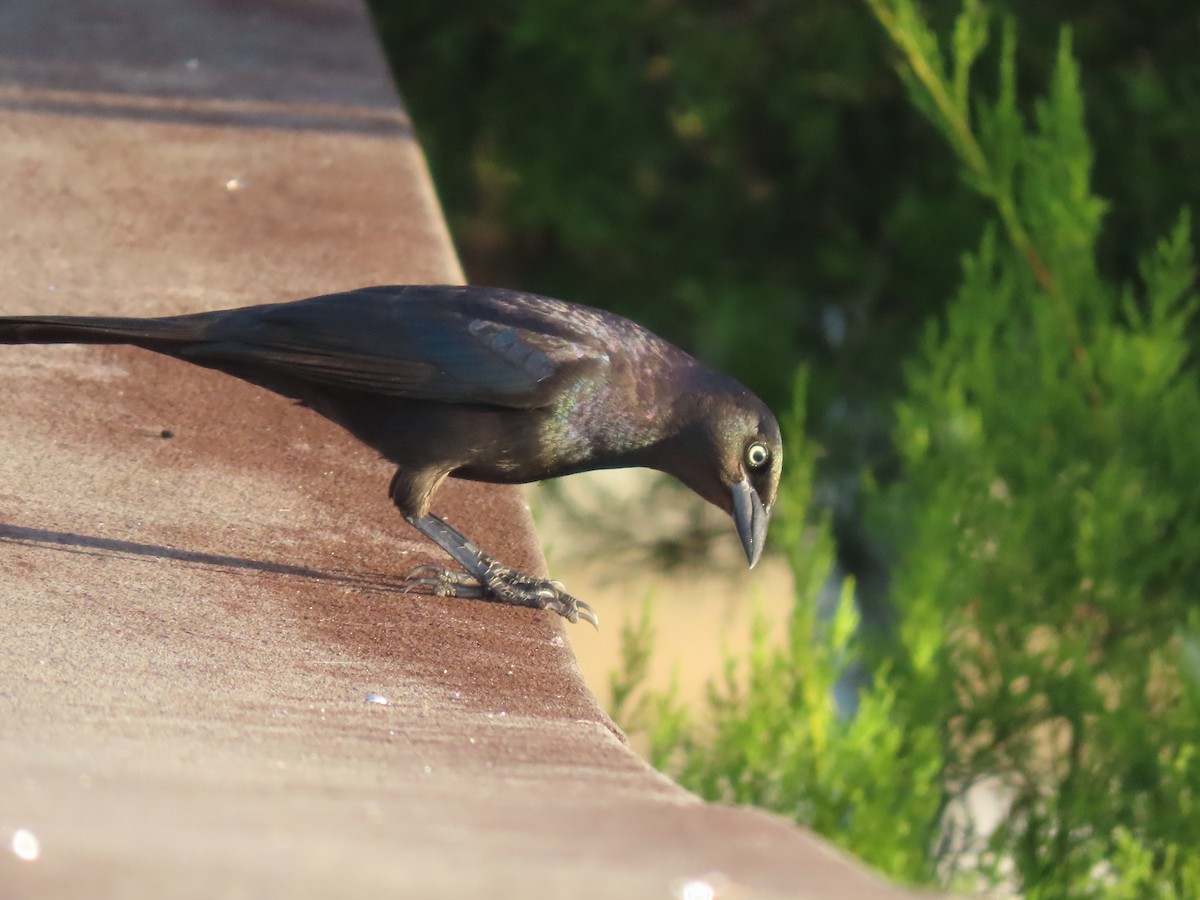 Пурпурный гракл - ML645900922