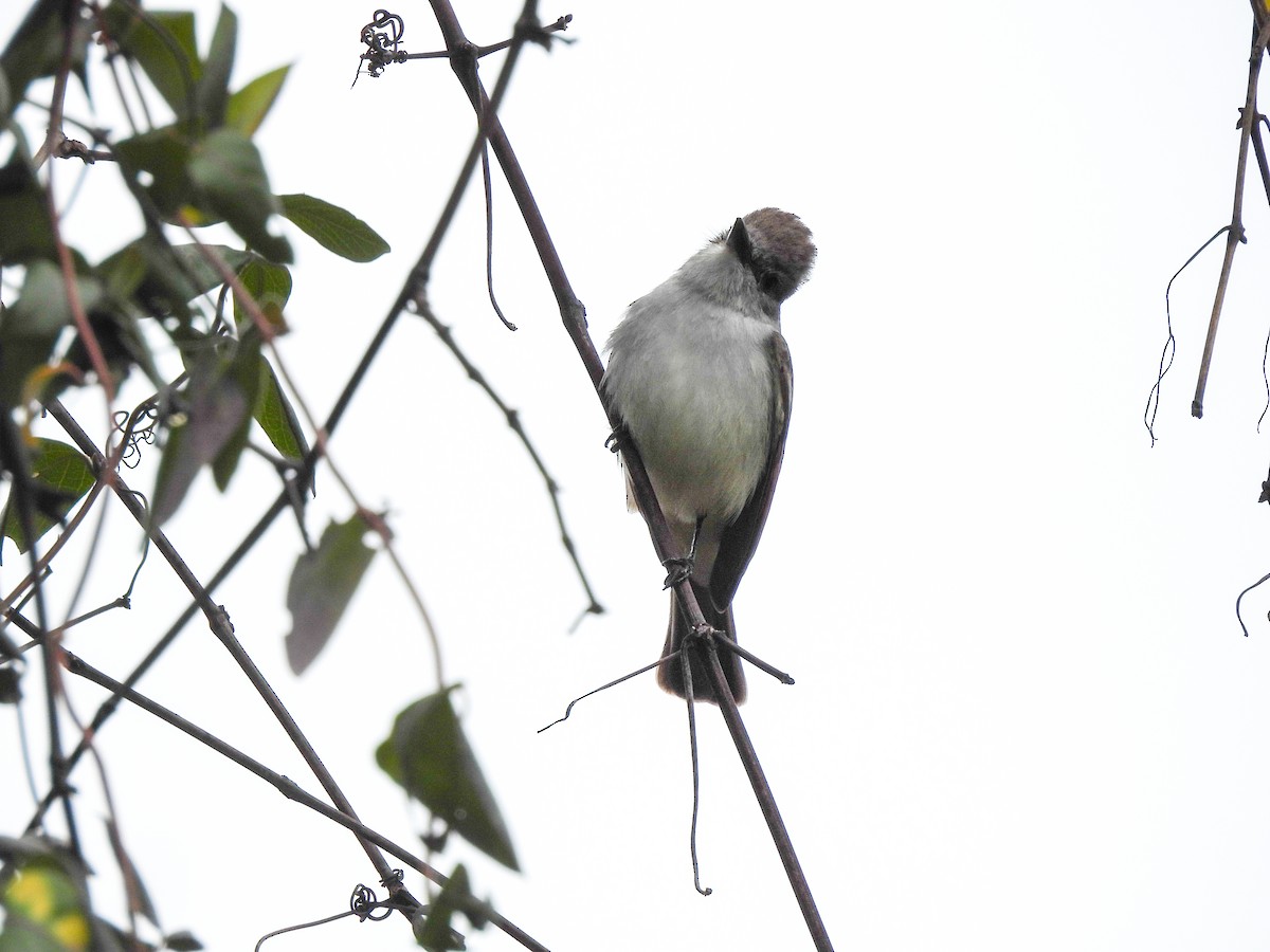 Ash-throated Flycatcher - ML645900923