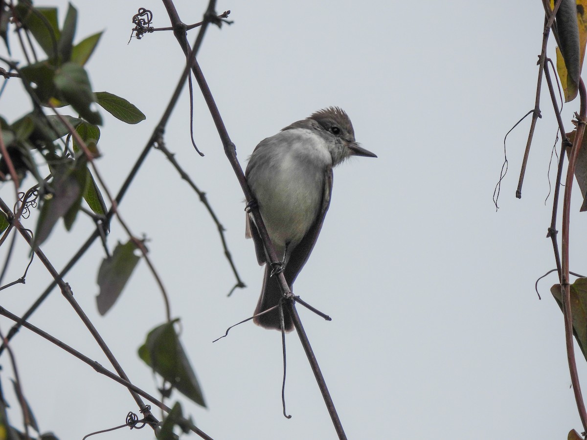 Ash-throated Flycatcher - ML645900924
