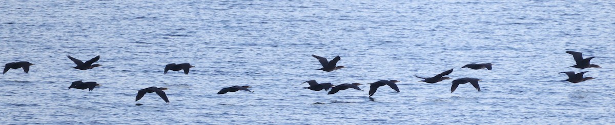 Ушастый баклан - ML645900926