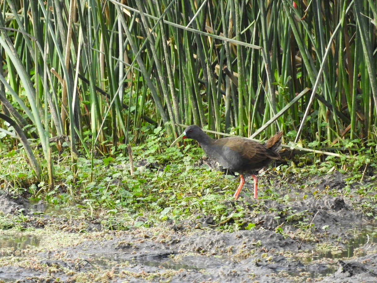Plumbeous Rail - ML645900935