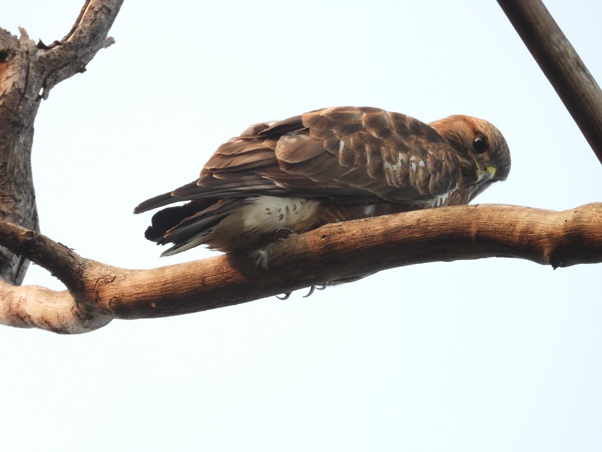 Buse variable - ML645900936