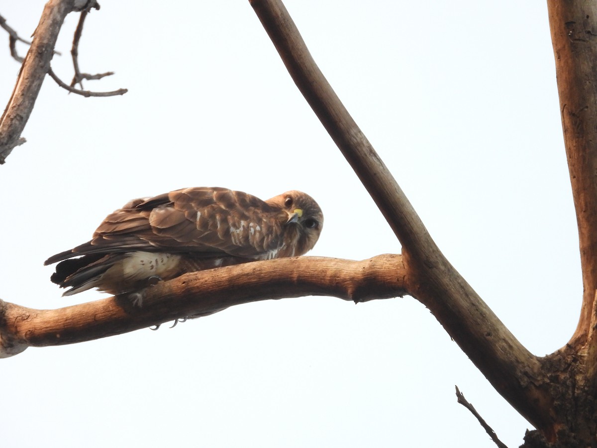 Buse variable - ML645900937