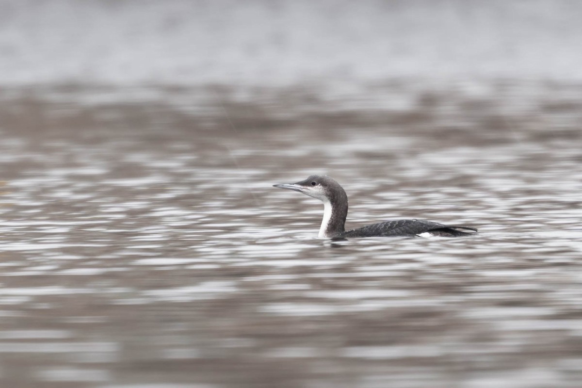Arctic Loon - ML645900938