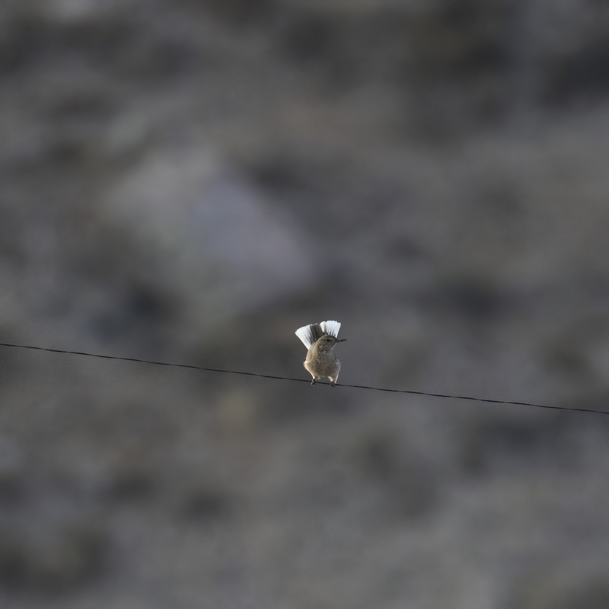 Black-billed Shrike-Tyrant - ML645900940