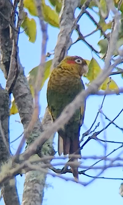 Sulphur-winged Parakeet - ML645900941