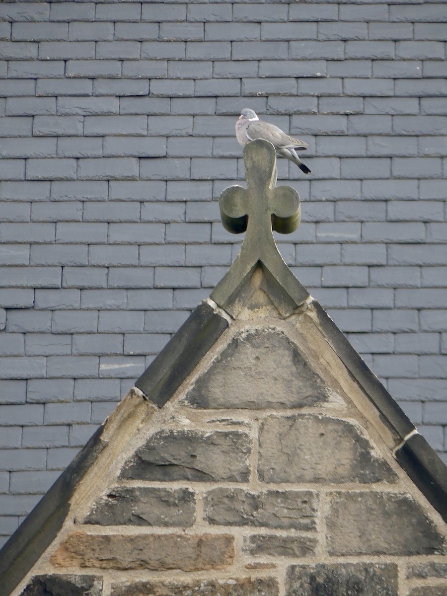 Ringeltaube [palumbus-Gruppe] - ML645900943