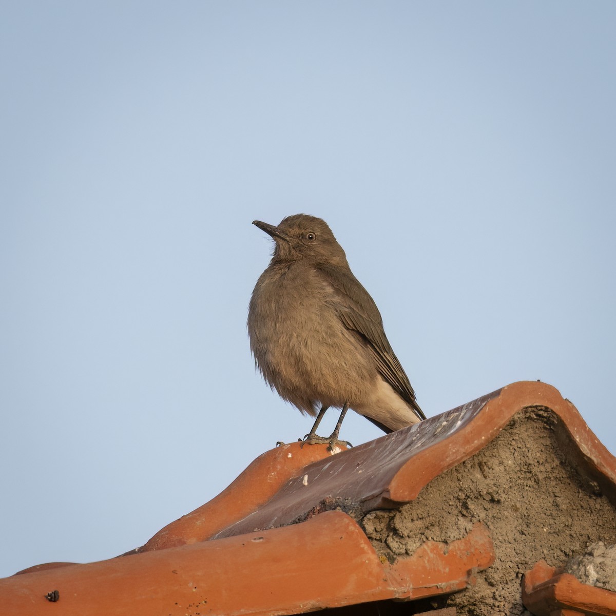 Black-billed Shrike-Tyrant - ML645900944