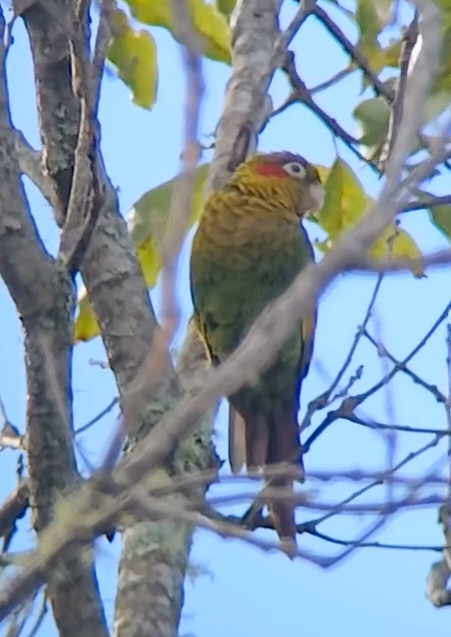 Sulphur-winged Parakeet - ML645900945