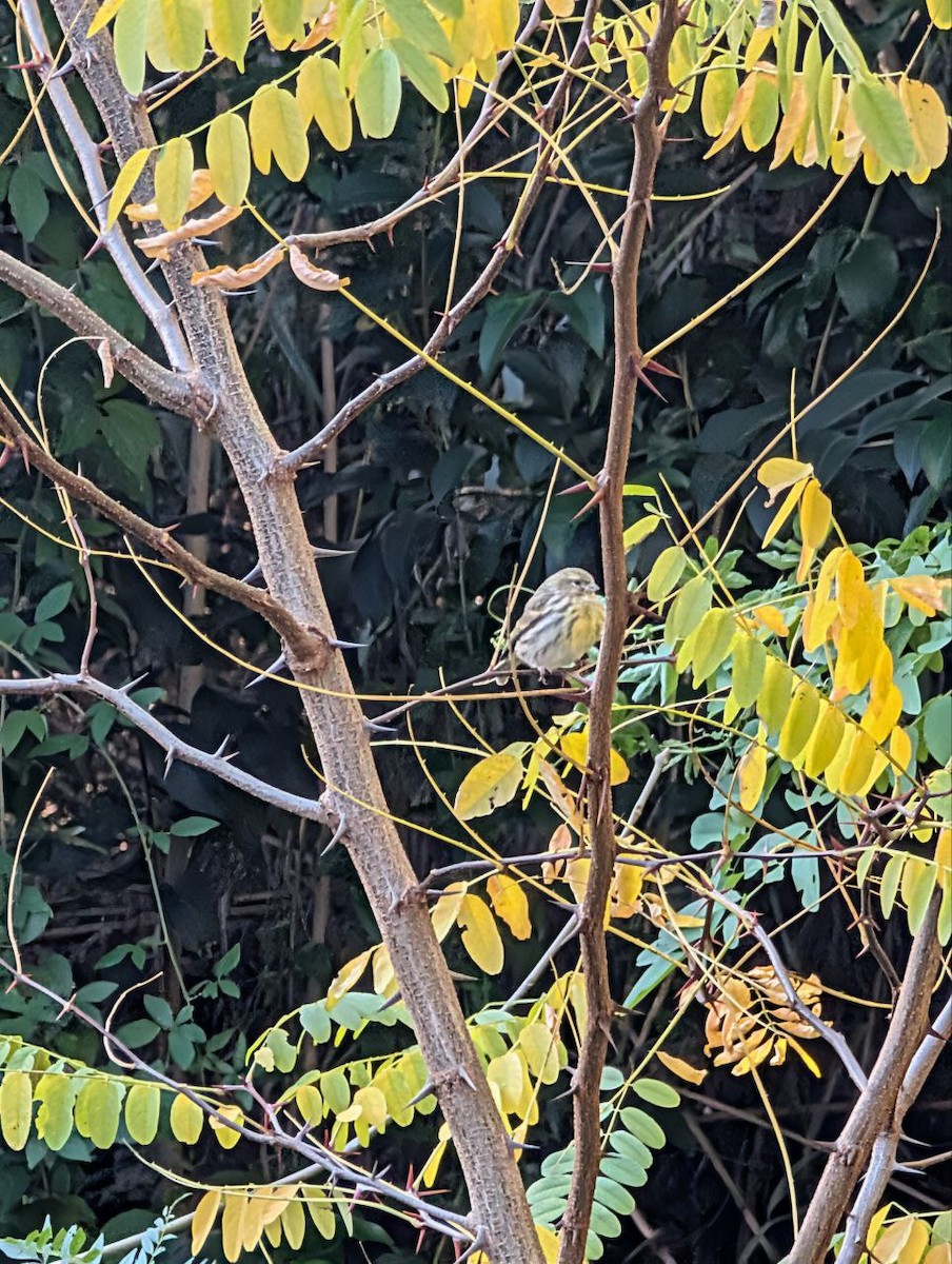 Girlitz - ML645900948