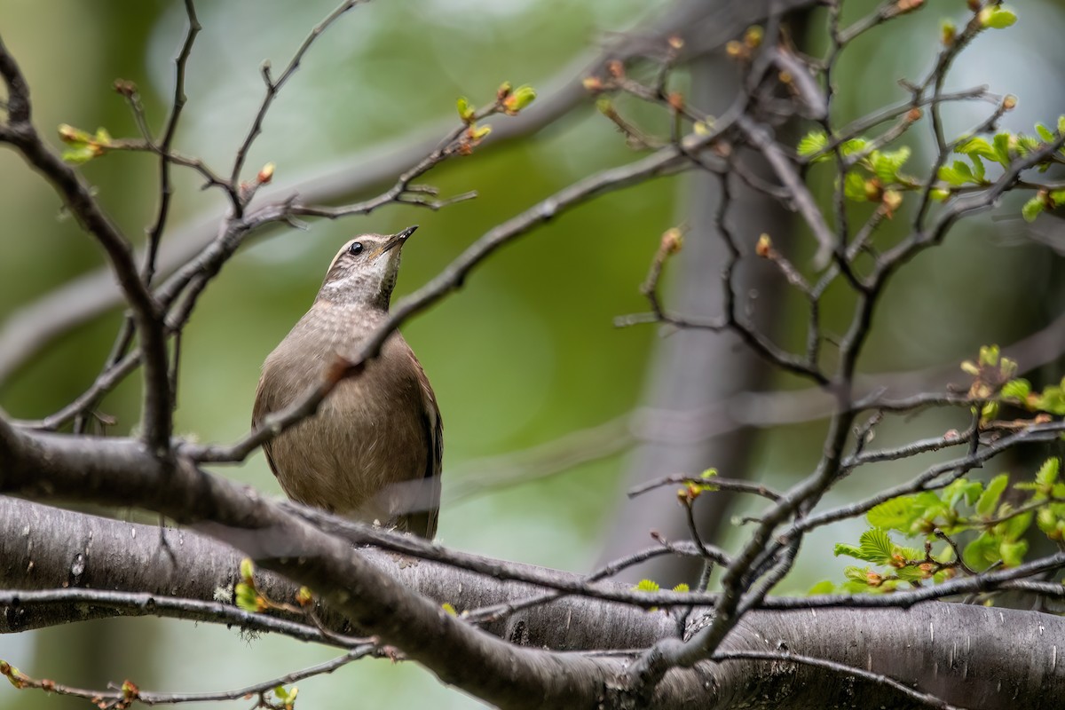 Buff-winged Cinclodes - ML645900956
