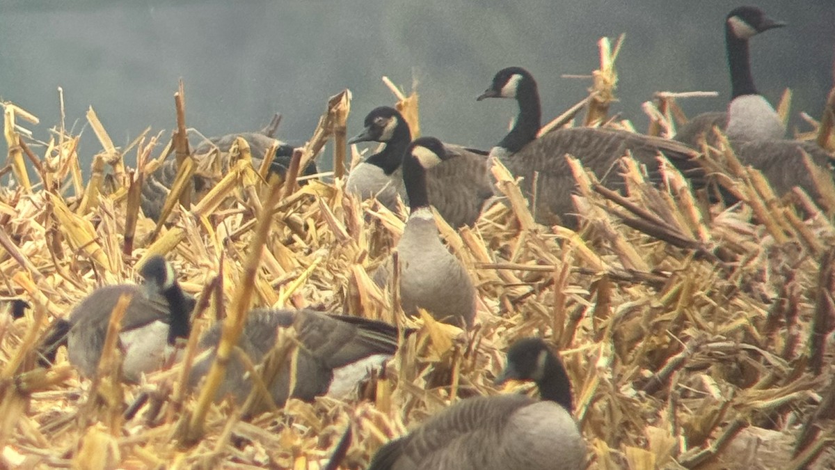 Cackling Goose (Richardson's) - ML645900962