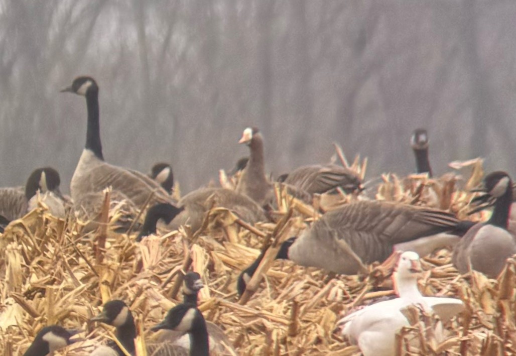 白額雁 - ML645900964